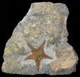Ordovician Starfish (Petraster?) Fossil - Morocco #45072-1
